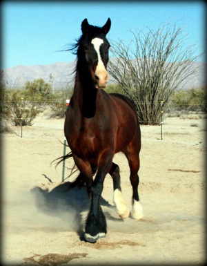 http://horsesinbaja.com/wp-content/uploads/2013/04/580302_10200929905919531_859022433_n.jpg