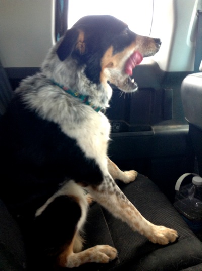 Bailey lets loose a big yawn.