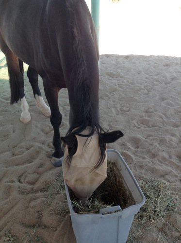 Masked Hallie enjoys a tub of hay.