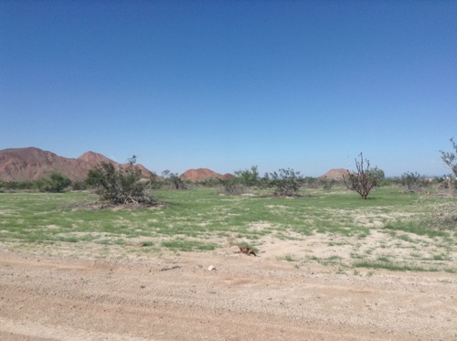 The Desert turned green!