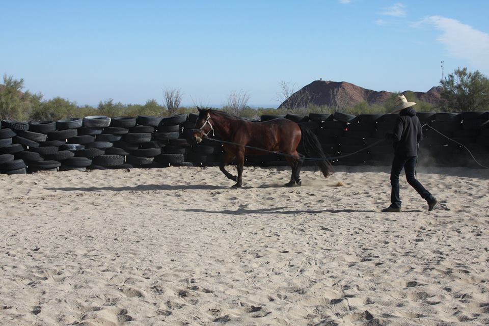We Have New Horses! – Horses in Baja (Centro Ecuestre Caballerizas ...