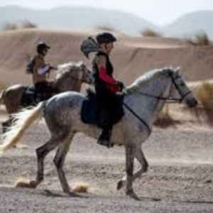 riders racing on horses through the desert